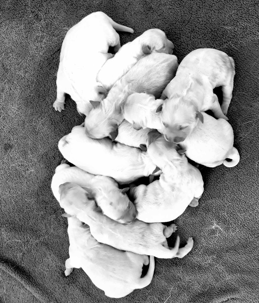 Ty Kerlilrose - Chiots disponibles - Golden Retriever