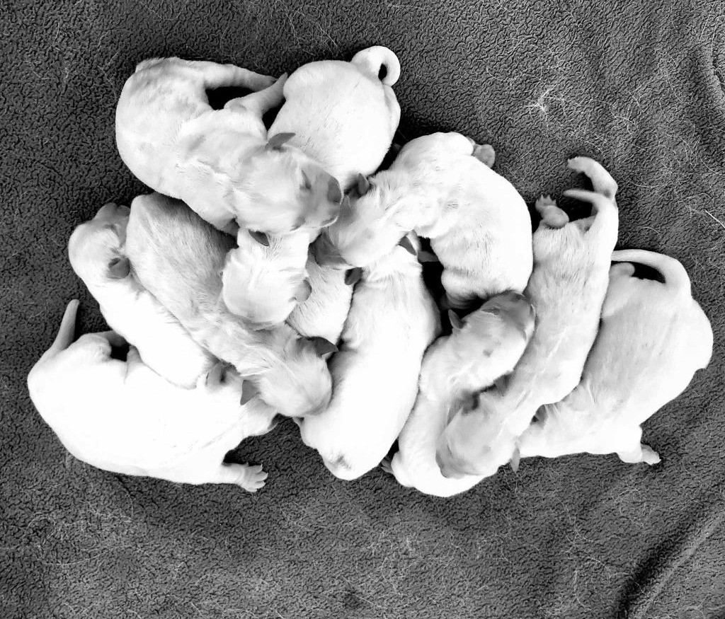 Ty Kerlilrose - Chiots disponibles - Golden Retriever
