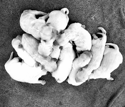 CHIOT 8